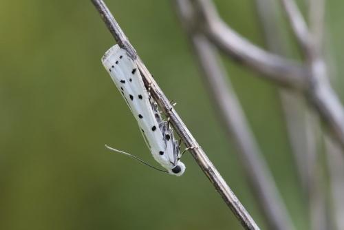 Myelois circumvoluta